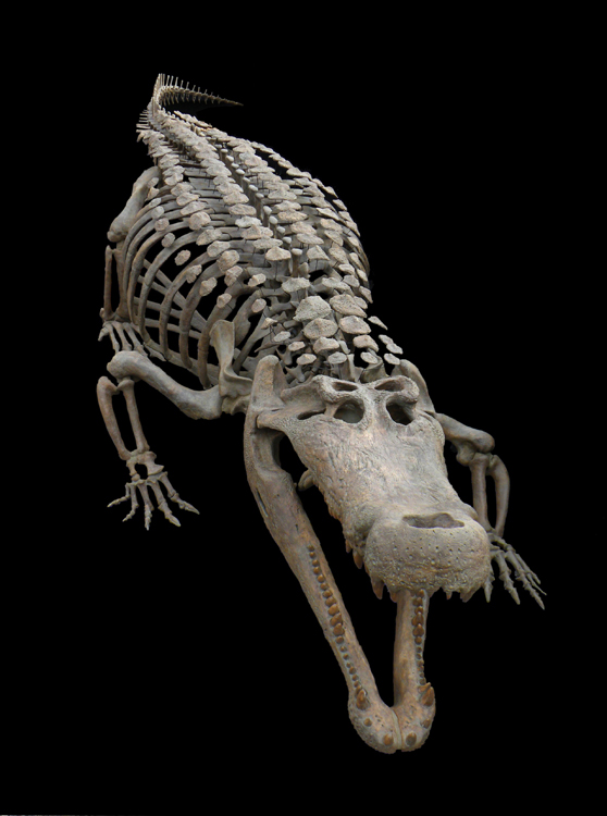 Deinosuchus , 30 foot Crocodilian Skeleton on Behance