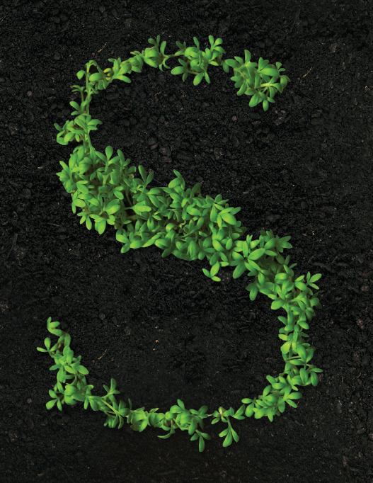 Plant grass green type letters