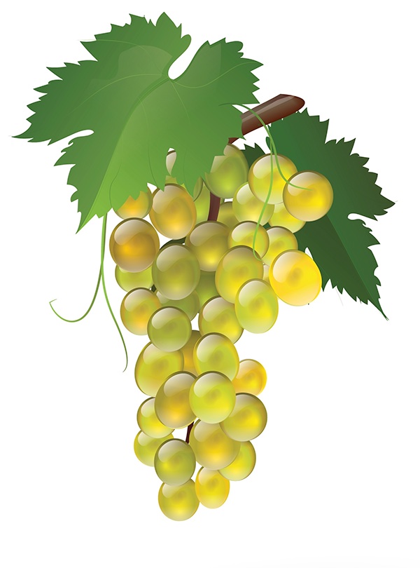 grape on Behance