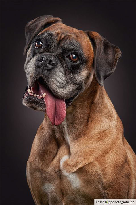 dogs dog photography dog portrait Dog Portraits hundefotografie hunde animal animals linsensuppe