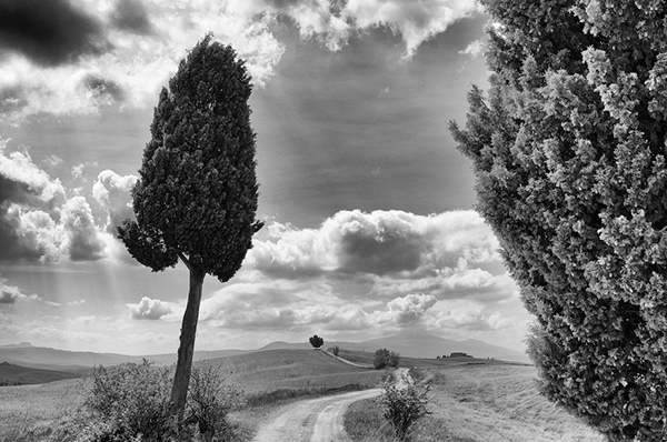 Tuscany italia Italy Cypress vita black and white campagna cipressi