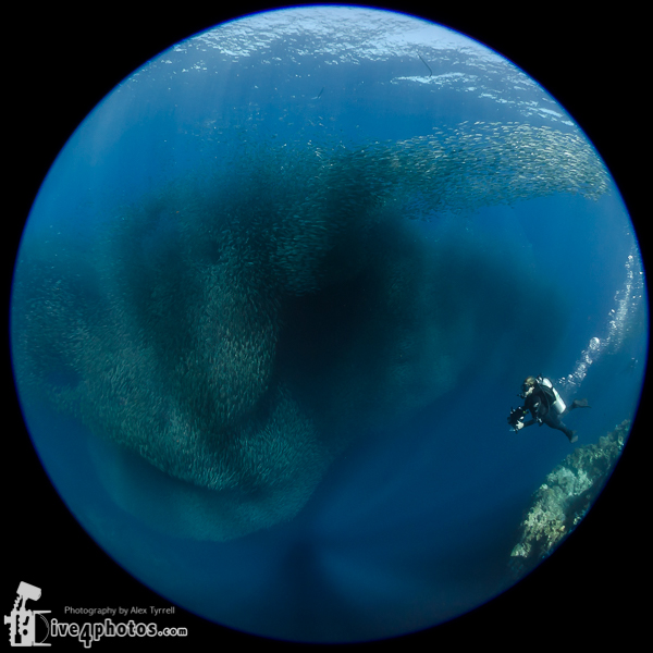 Adobe Portfolio underwater Moalboal Pescador Island malapascua cebu philippines marine sea Monad Shoal