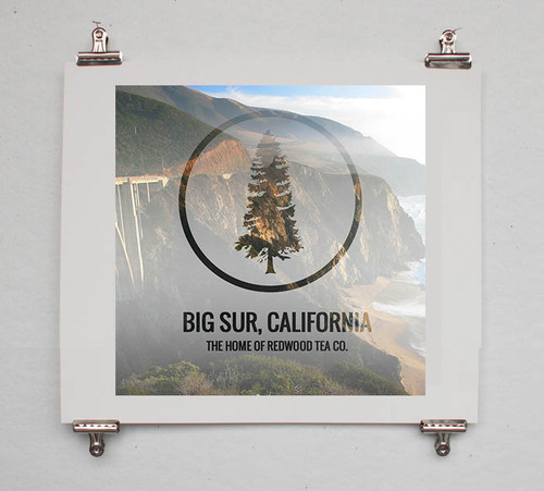 redwood tea company art design big sur California Burlington Washington woods trees brand identity indianapolis indiana