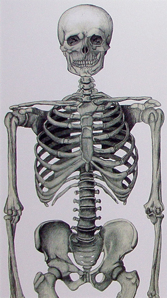 skeleton musculature colored pencil medical illustration