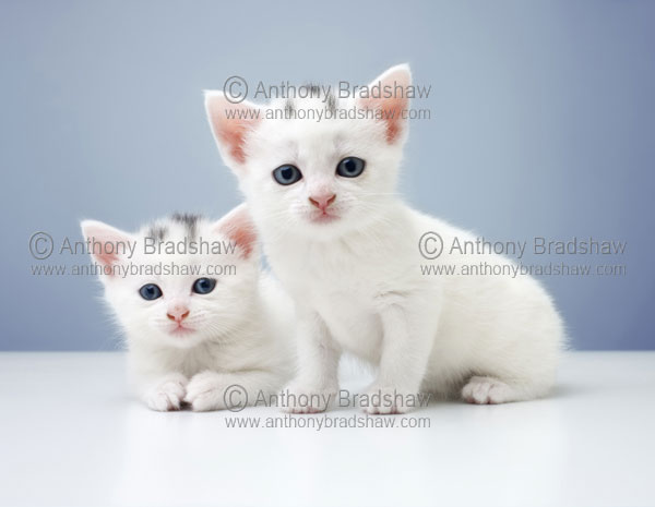 cats kittens white kitten white cat snarl walk angry mouse cute animal