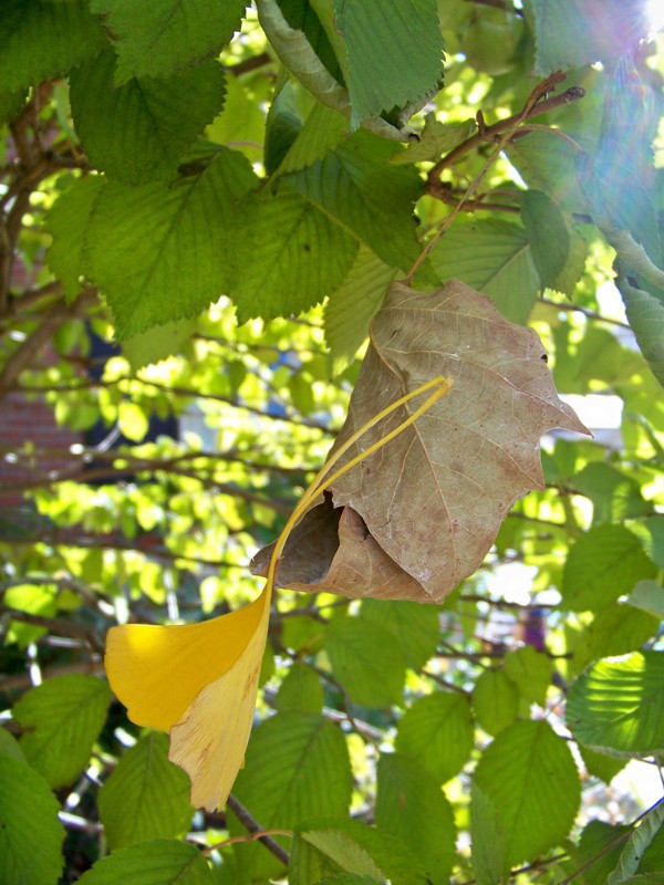 Daniel Lefcourt yidan zeng illusion feather leaves leaf moth butterfly ephemeral