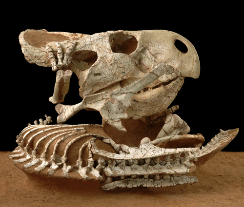 photos Digital Photos fossils natural history amnh paleontology
