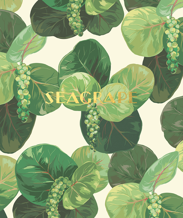 Seagrape Botanical Illustration