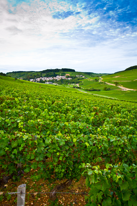Nature wine Bourgogne photoreport vignes
