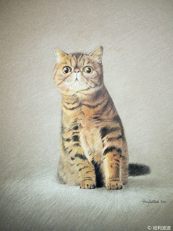 Cat drawings on Behance