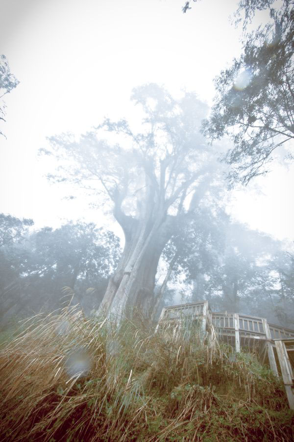 forest Nature fog mist