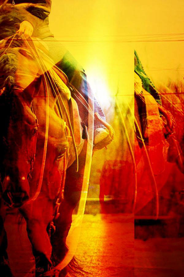 equine horses western pleasure aqha world champion sugar ray
