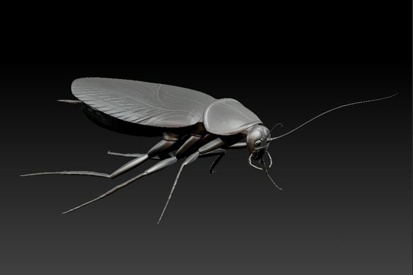 insect Cannes Fly cockroach 3D