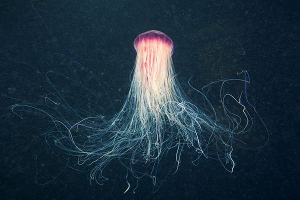 underwater jellyfish Ocean