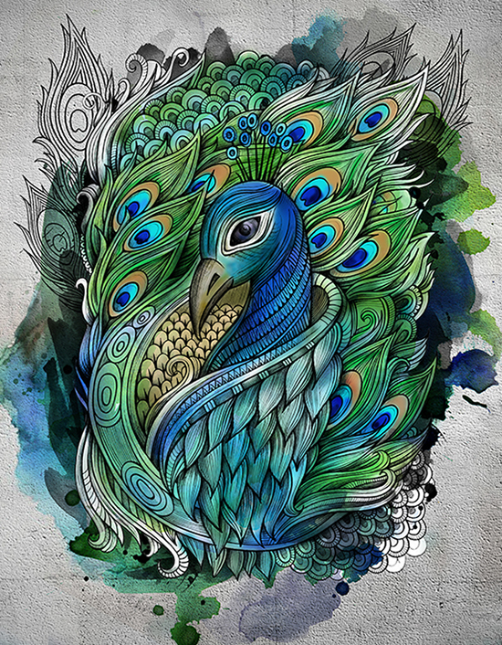 peacock bird art hand drawn doodles feathers Nature fauna animal sketch