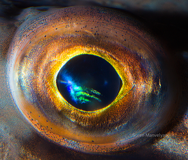 Animal Eyes animal eye fish crocodile SCORPIONFISH puffer macro close-up iris wild Ocean sea