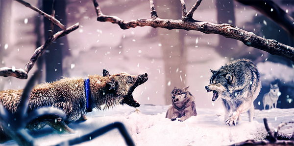 fight end dog wolf woods cool snow