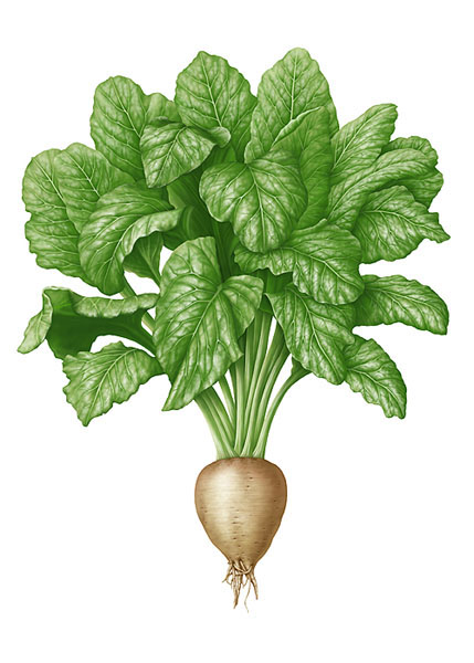 リアルイラスト 野菜 Realistic Illustrations Vegetables On Behance