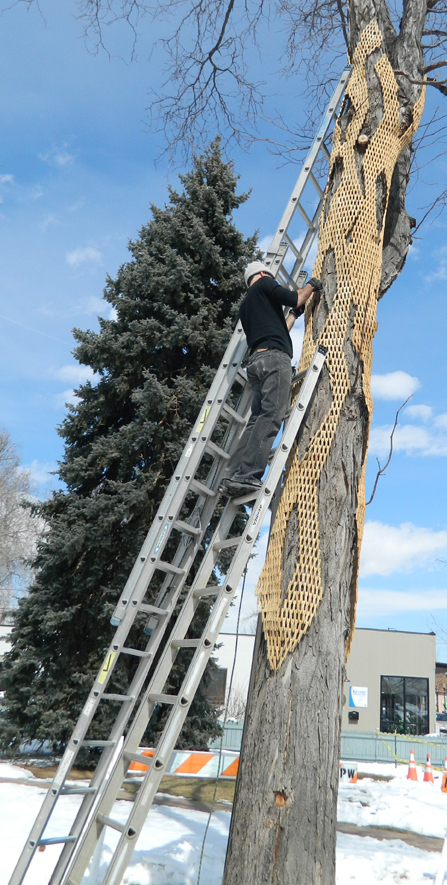 gerry Gerry Stecca stecca lafayette Colorado SCAD UCSD installation clothespins clothespegs Sustainable art artist wood Tree 