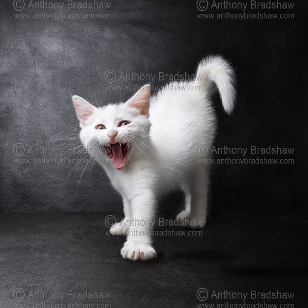 cats kittens white kitten white cat snarl walk angry mouse cute animal