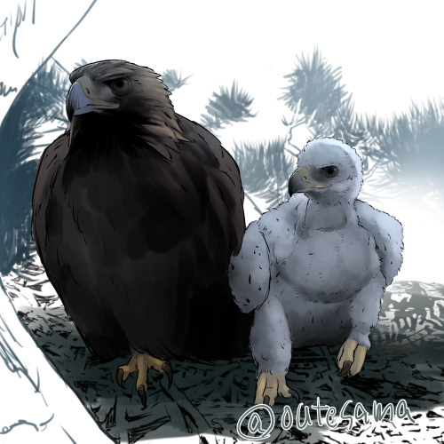 bird eagles ILLUSTRATION  artwork Drawing  digital illustration sketch nesting bird of prey goldeneagle