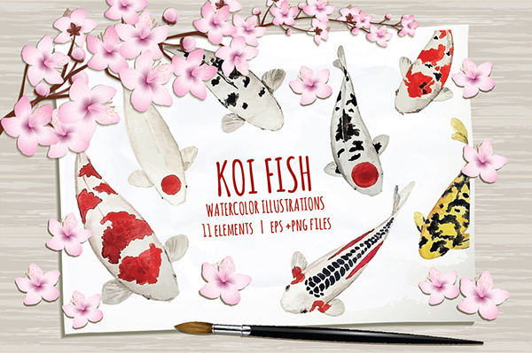 koi fish ILLUSTRATION  watercolor hand drawing hand drawn painting   Kohaku art print japan