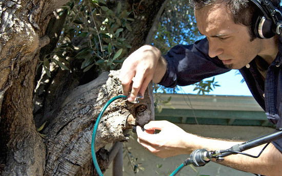 Diego Stocco diego Stocco sound design Sound Design  designer Composer composition Music from a Tree music Tree  experimental Røde NT6 Røde NTG-2 Modified stethoscope Custom Techniques