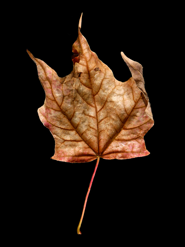 leaf wabi-sabi Icon aging acceptance beauty