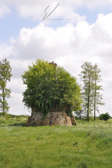 stork Castle Normandy nest bird wild protected ruins stone horse country pound
