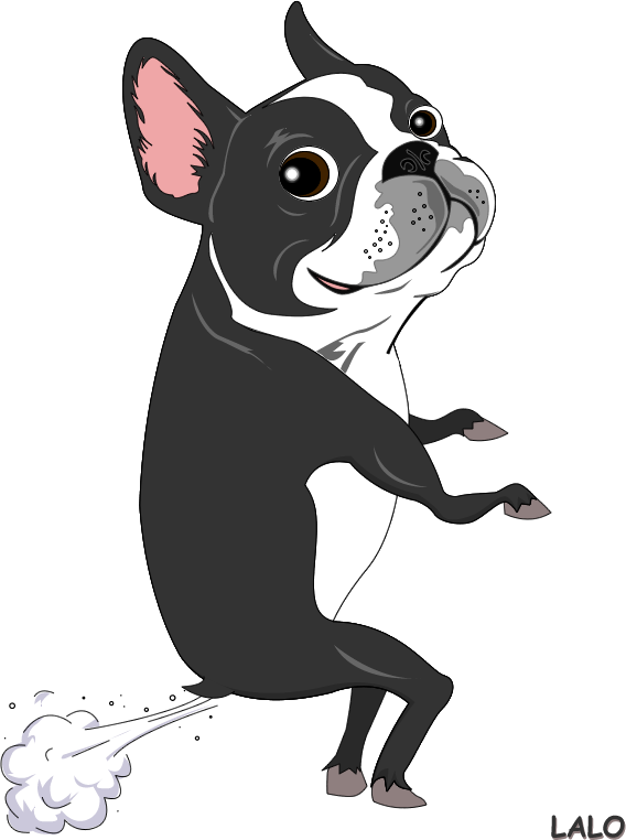 LALO The Boston Terrier on Behance