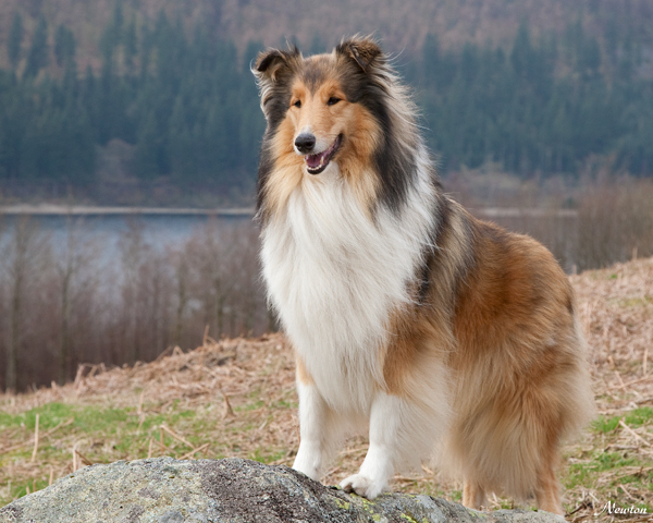 Rough collie dog lassie canine Thirlmere lakes
