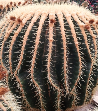 cactus plant leaf plants