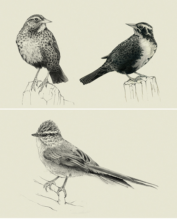 Illustrations faune - oiseaux
