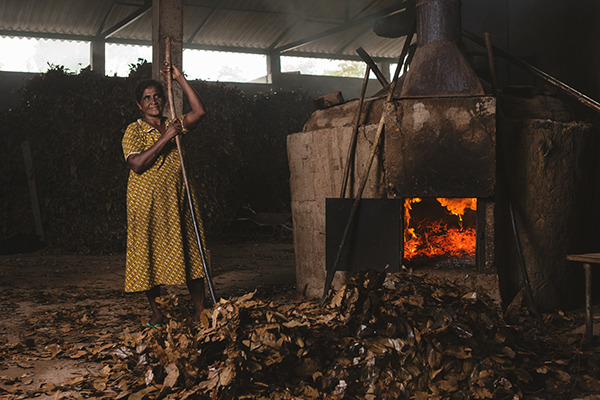 The Raw Gold of Sri Lanka: Cinnamon