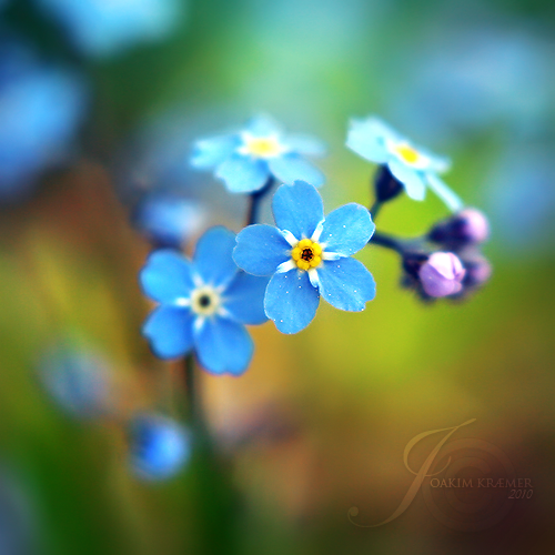 forget me not joakim kræmer photo photography norway flower blue summer