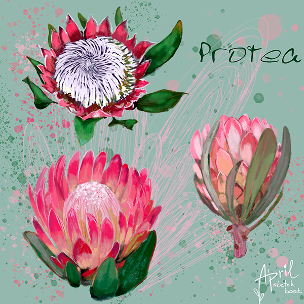 botanical flower digitalart ILLUSTRATION  magnolia protea mimosa