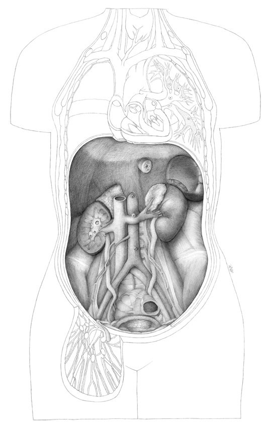 scientific illustration anatomy abdomen skeleton organs intestines human