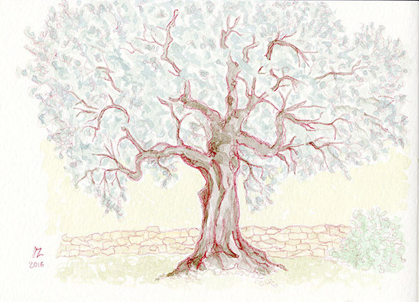 Olive tree sketch on Behance