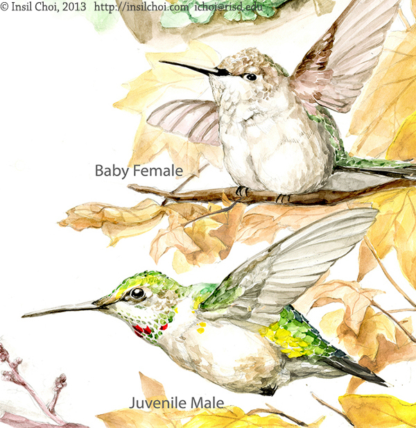 The Life Cycle of Hummingbirds on RISD Portfolios