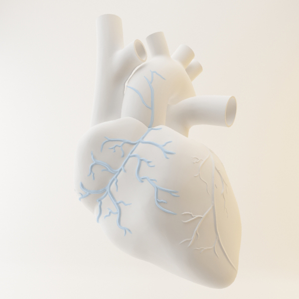 heart veins 3D medical anatomy