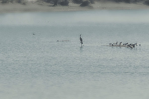 Nature mist birds animals architechture bridge edit photomanip Photoedit dreamy DAWN water dam lake sea
