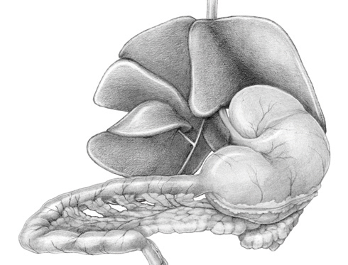 rat Digestive System stomach pancreas liver intestines Colon caecum duodenum jejunum illeum