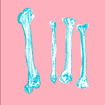 Adobe Portfolio Anatomy bone illustration sketch