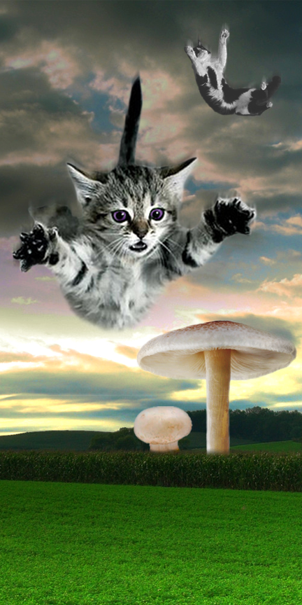 alice alice in wonderland upside down cats cheshire cat cheshire Cat mushroom wonderland meow