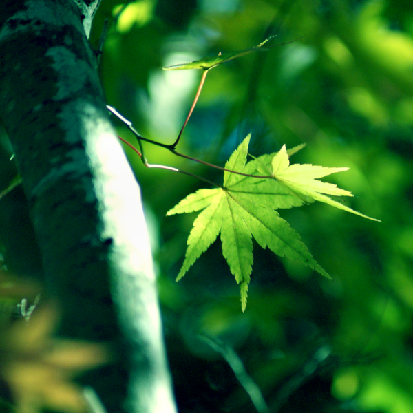 Nature green leaf leaves rain droplets macro close up emerald water Sun sunshine light life vibrant