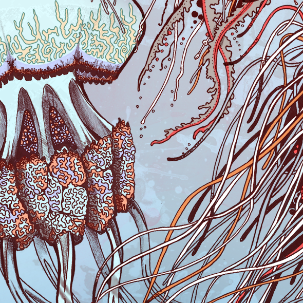 sea Seashells jellyfish Ocean under the sea sea illustration