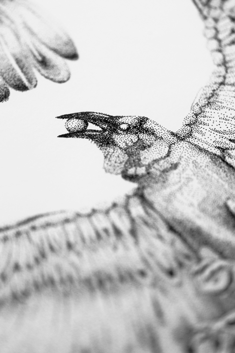 raven owl dotwork ILLUSTRATION  first nation mythology