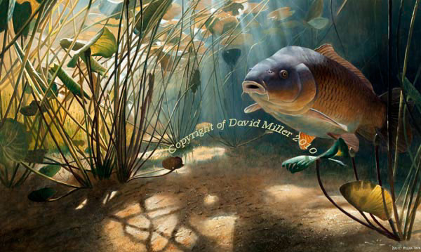 fish art David Miller  pike paintings carp paintings bass paintings