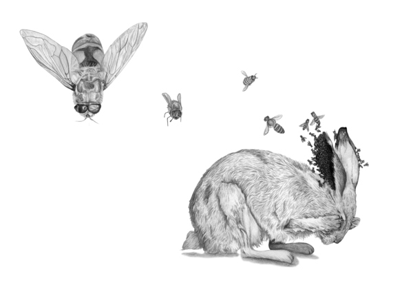 art joanna newsom bear bird moth graphite book cd letterpress embossing ursa major.