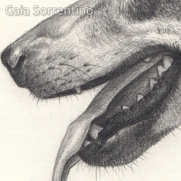 wolf italian wolf animal wildlife canine dog Nature pencil Realism canid Fur mammal